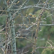 Raddes Warbler  "Phylloscopus schwarzi"